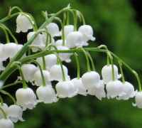 Hoa linh lan,linh lan,lan chuông,hoa lan chuông,Convallaria majalis,Convallaria,Ruscaceae,Our Lady's tears,truyền thuyết hoa linh lan,lily of the valley,May Lily,Hoa Linh Lan