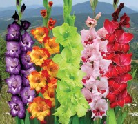 Hoa lay ơn,lay ơn,lay dơn,lay đơn,hoa dơn,kiếm lan,Gladiolus,ý nghĩa hoa lay ơn,sự tích hoa lay ơn,Hoa Lay Ơn