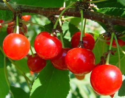 Cherry,cây cherry,cây anh đào,quả anh đào,cây ăn quả,Prunus pseudocerasus,Prunus virginiana,chokecherry,Cherry chua,Cherry ngọt,Cherry (Anh đào)