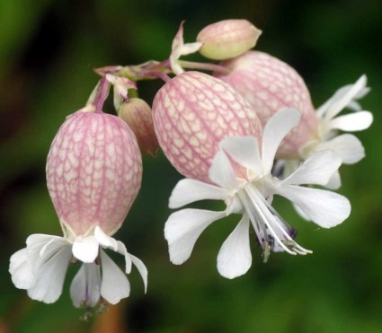 Hoa bong bóng,Bladder Campion,Silene vulgaris,họ Cẩm chướng,Caryophyllaceae,Hoa bong bóng