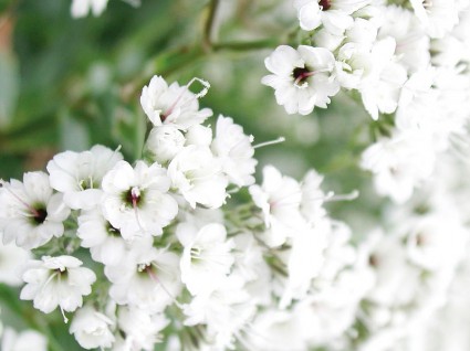 Hoa Baby (chấm bi) Hoa baby,baby,hoa chấm bi,Baby’s breath,ý nghĩa của hoa baby,Gypsophila,Gypsophila paniculata,họ cẩm chướng,Caryophyllaceae,Happy Festival,Festival star,hoa tình yêu,hoa tình nhân,love chalk,Hoa Baby (chấm bi)