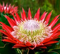 Hoa protea,king protea,quốc hoa Nam Phi,Honeypot,hoa bình mật,King Sugar Bush,Đường thảo Hoàng đế,họ quắn hoa,Proteaceae,Hoa Protea (King Protea)