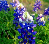 cây hoa mũ len, Blue Bonet cây mũ len, mũ len xanh, hình ảnh cây hoa mũ len,biểu tượng bang texas, texas, cây hoa mũ len đẹp, vườn hoa mũ len,,Cây Hoa Mũ Len