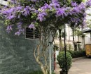 cây hoa mai xanh, cây mai xanh, hoa mai xanh, hoa mai xanh thái, cây mai xanh thái, cây mai xanh đà lạt, cây bông xanh, cây chim xanh, mai xanh đà lạt, mai xanh thái, phân biệt cây hoa mai xanh và mai xanh thái, mai xanh thái lan, cây hoa mai tím, cây mai xanh Thái lan, mai xanh Thái, mai tím Thái Lan, Sandpaper vine, Purple wreath, Queen’s Wreath, Petrea volubilis,Cây Hoa Mai Xanh Và Mai Xanh Thái
