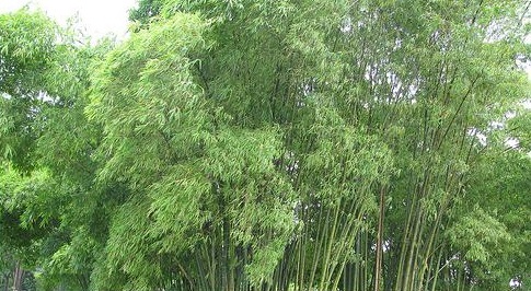 Cây tre,bộ Hòa thảo,phân họ Tre,tông Tre,Bambuseae,bamboo,cây phong thủy,cây ngoại thất,cây ngày Tết