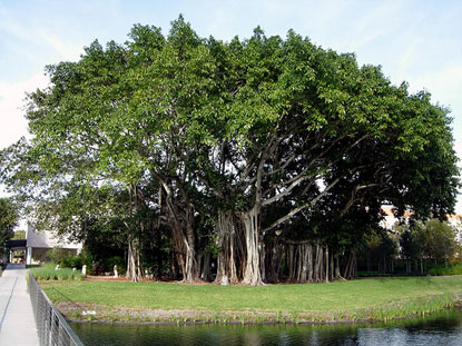 Cây đa già nhất thế giới ( Sacred Fig ) do con người trồng tại Sri Lanka