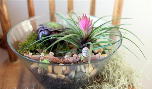 bình cây mini,bình cây nhỏ,bình cây tí hon,bình cây thủy tinh,cách làm bình cây mini,cách làm bình cây thủy tinh,cây cảnh mini,cây cảnh tí hon,terrarium