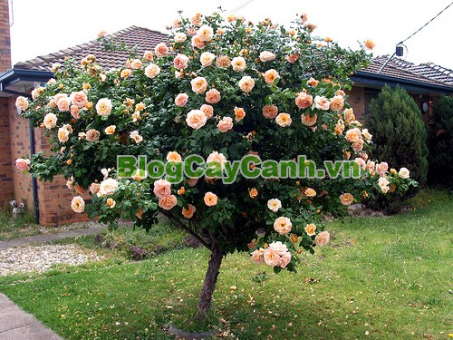 Cây Hoa Hồng Thân Gỗ - Tree Rose,Cây Hoa Hồng Thân Gỗ, tree rose, cây hoa hồng cổ, cây hồng cổ, rose, cây tết, cây tết 2017, cây hồng thân gỗ, hoa hồng thân gỗ, hồng cổ Sapa, cây hoa hồng Sapa,cây hoa chơi tết,