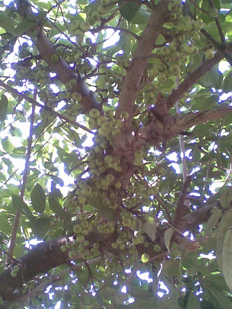 Cây ngái,sung ngái,tầm gửi cây ngái,Ficus hispida,họ dâu tằm,họ Dâu tằm,Moraceae,cây làm thuốc,tác dụng của cây ngái