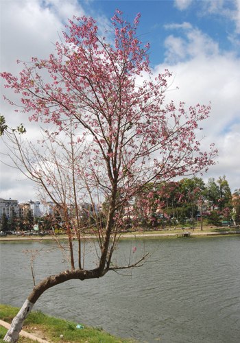 Mai anh đào ( Đào Đà Lạt )