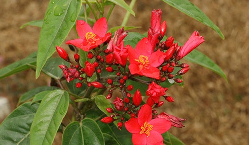 Hồng mai,cây hồng mai,nhất chi mai,dầu lá đơn,Jatropha pandurifolia Andr,họ Thầu dầu,Euphorbiaceae