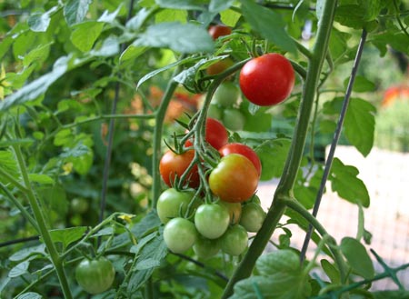 Cà chua,cây cà chua,họ bạch anh,tomato,Solanum lycopersicum,Lycopersicon lycopersicum (L.) H. Karst,Lycopersicon esculentum Mill,cây thực phẩm,cây ăn quả