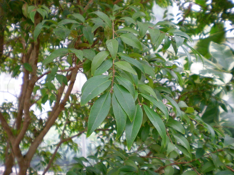 Cây nho thân gỗ,nho thân gỗ,plinia cauliflora,jabuticaba,cây nho,họ đào kim nương,myrtaceae,cây ăn quả