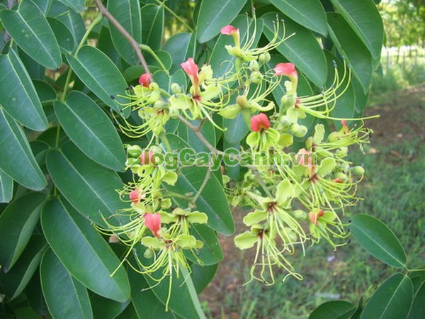 Cây Gõ Đỏ (Cây Hổ Bì),cay go do, gỗ gõ đỏ, cây gõ đỏ, giá trị cây gõ đỏ, họ Đậu, họ Fabaceae, cây cà te, cây hổ bì, Afzelia xylocarpa, cây gõ đỏ đẹp,