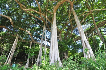 Cây đa "bách niên đại thụ" ở bán đảo Sơn Trà đang được TP Đà Nẵng lập hồ sơ đề nghị xét công nhận là "cây di sản Việt Nam"