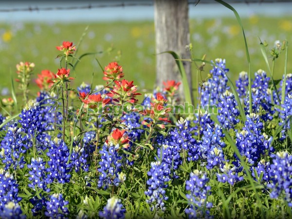 Cây Hoa Mũ Len,cây hoa mũ len, cây mũ len, mũ len xanh, hình ảnh cây hoa mũ len,biểu tượng bang texas, texas, cây hoa mũ len đẹp, vườn hoa mũ len,
