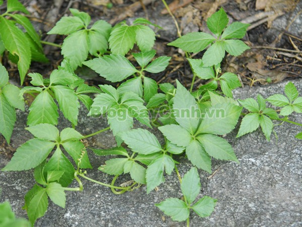 Cây Giảo Cổ Lam (Cây Ngũ Diệp Sâm),họ bầu bí, họ Curcubitaceae, cây giảo cổ lam,Gynostemma pentaphyllum (Thunb.) Makin, cây ngũ diệp sâm, cây thất diệp đảm, cây cỏ thần kì, cây trường thọ,cay giao co lam,