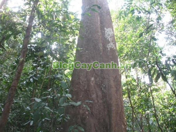 Cây Gõ Đỏ (Cây Hổ Bì),cay go do, gỗ gõ đỏ, cây gõ đỏ, giá trị cây gõ đỏ, họ Đậu, họ Fabaceae, cây cà te, cây hổ bì, Afzelia xylocarpa, cây gõ đỏ đẹp,