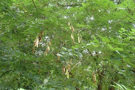 Cây trắc,trắc,cây gỗ trắc,gỗ trắc,cẩm lai Nam Bộ,Dalbergia cochinchinensis