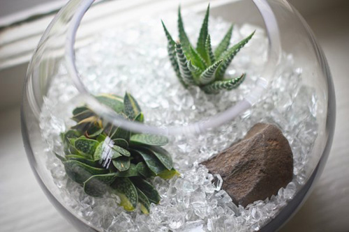 bình cây mini,bình cây nhỏ,bình cây tí hon,bình cây thủy tinh,cách làm bình cây mini,cách làm bình cây thủy tinh,cây cảnh mini,cây cảnh tí hon,terrarium