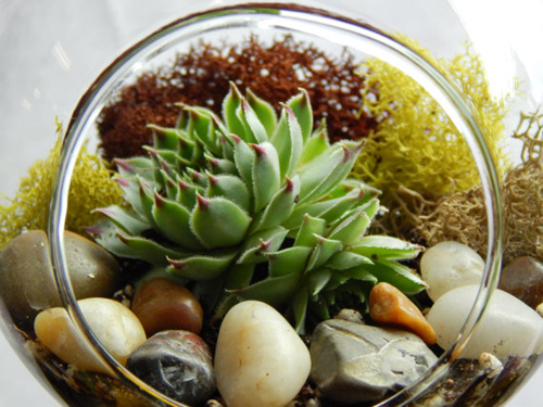 bình cây mini,bình cây nhỏ,bình cây tí hon,bình cây thủy tinh,cách làm bình cây mini,cách làm bình cây thủy tinh,cây cảnh mini,cây cảnh tí hon,terrarium