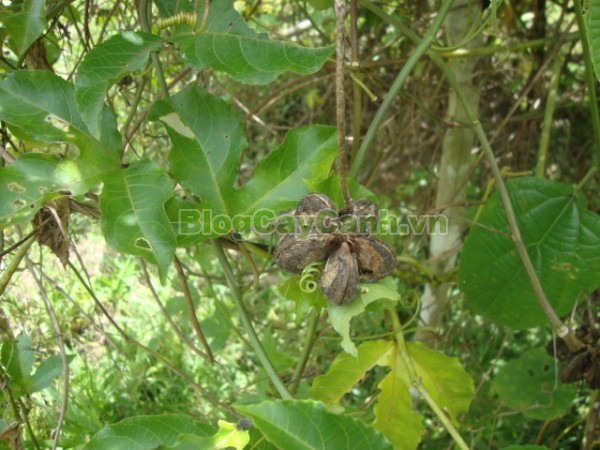 Cây Sachi,tinh dầu sachi, hạt sachi,Plukenetia Volubilis, Inca Inchi, Inca Nuts, cây Sacha đậu phộng, Penut inca , họ Euphorbiaceae , họ thầu dầu, cây sachi, cay sachi, công dụng cây sachi,