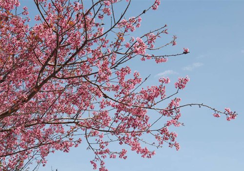 Mai anh đào ( Đào Đà Lạt )