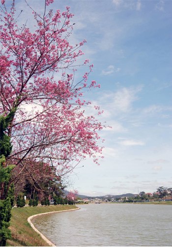Mai anh đào ( Đào Đà Lạt )