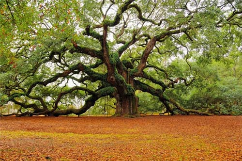 Cây sồi,cây sồi thần tiên,Quercus
