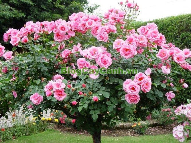 Cây Hoa Hồng Thân Gỗ - Tree Rose,Cây Hoa Hồng Thân Gỗ, tree rose, cây hoa hồng cổ, cây hồng cổ, rose, cây tết, cây tết 2017, cây hồng thân gỗ, hoa hồng thân gỗ, hồng cổ Sapa, cây hoa hồng Sapa,cây hoa chơi tết,
