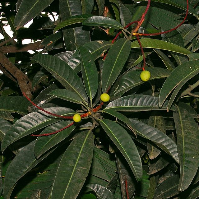 Cây muỗm,cây xoài hôi,quả muỗm,Mangifera foetida Lour,họ Đào lộn hột,Anacardiaceae