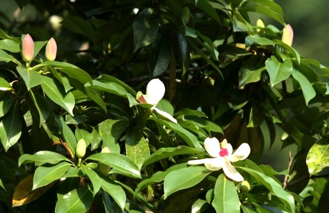 Vàng tâm,cây vàng tâm,Magnolia fordiana,Manglietia fordiana,họ mộc lan,mộc lan,Magnoliaceae,cây công trình,cây ven đường