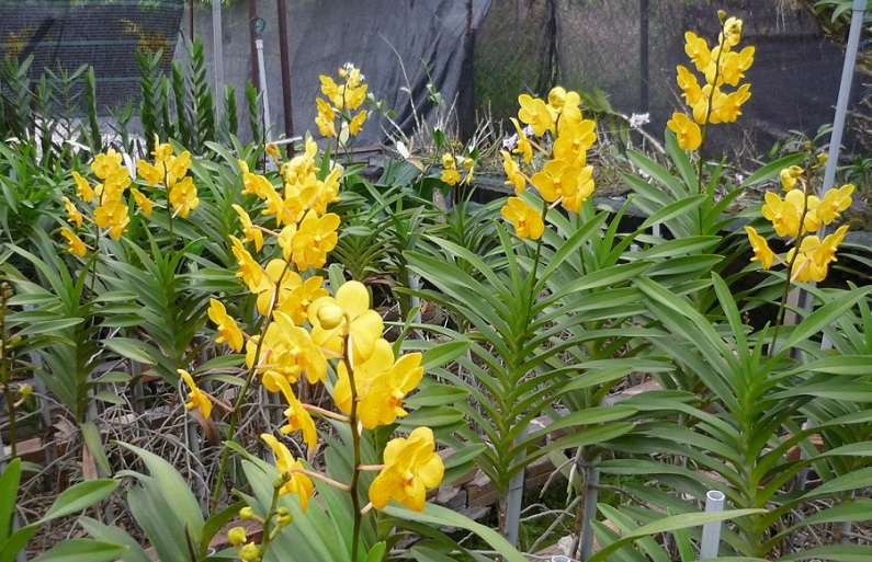 Lan mokara,mokara,phong lan,Orchidaceae,hoa lan,cây ngày Tết