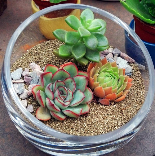 bình cây mini,bình cây nhỏ,bình cây tí hon,bình cây thủy tinh,cách làm bình cây mini,cách làm bình cây thủy tinh,cây cảnh mini,cây cảnh tí hon,terrarium