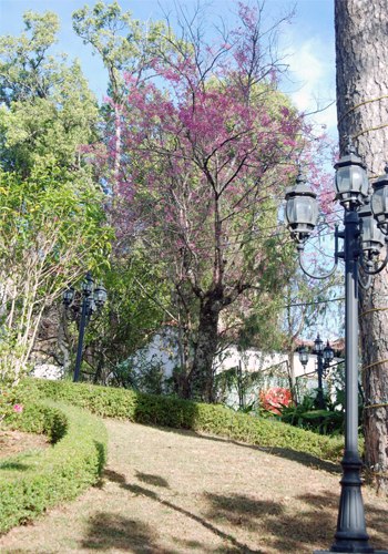 Mai anh đào ( Đào Đà Lạt )