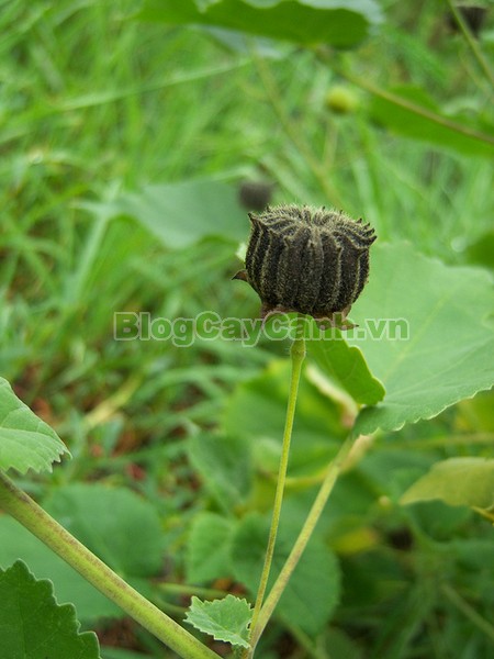 Cây Cối Xay (Cây Kim Hoa Thảo),Abutilon indicum(L) G.Sweet ,họ bông,Malvaceaecây cối xay,cây kim hoa thảo, cây nhĩ hương thảo, cây quỳnh ma, cây co to ép, cây Phao tôn,cây ma mãnh thảo, cay coi xay, hình ảnh cây cối xay, công dụng cây cối xay, cây cối xay chữa bệnh,