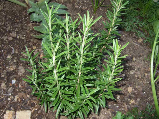 Cây hương thảo,hương thảo,cây gia vị,cây làm thuốc,Rosmarinus officinalis,họ hoa môi,Lamiaceae,Labiatae,công dụng của hương thảo,tác dụng của hương thảo