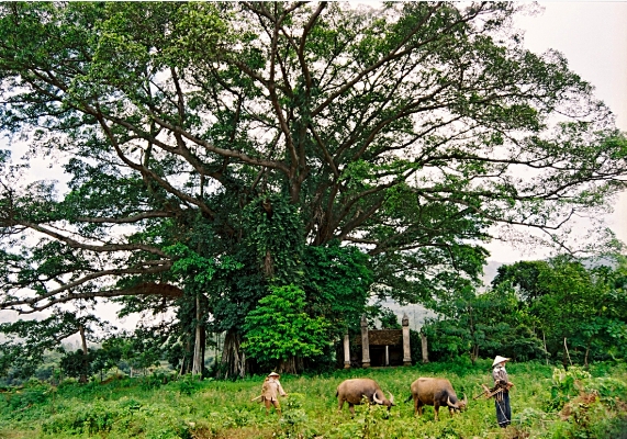 Cây đa nghìn tuổi bên đền thờ Tản Viên Sơn Thánh, cây đa xóm Quýt (Yên Bài, Ba Vì, Hà Nội) 