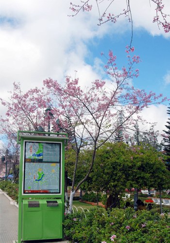 Mai anh đào ( Đào Đà Lạt )