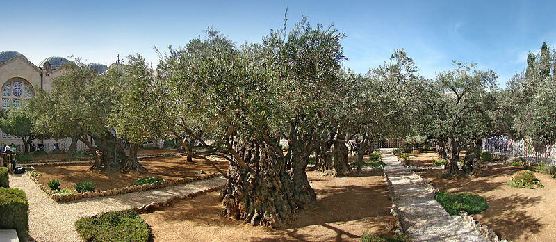 Ô liu,cây ô liu,oliu,olive,Olea europaea,họ Ô liu,Oleaceae