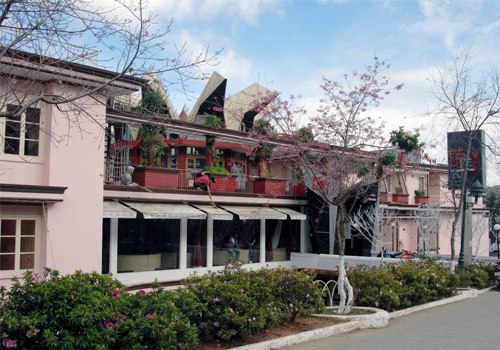 Mai anh đào ( Đào Đà Lạt )