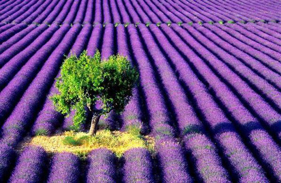 Hoa oải hương,Lavendula,Lavandula angustifolia,Lavender,common lavender,true lavender,narrow-leaved lavende,ý nghĩa hoa oải hương,họ Hoa môi,Lamiaceae