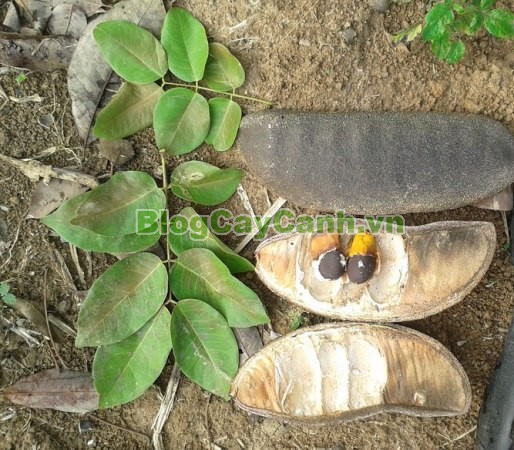 Cây Gõ Đỏ (Cây Hổ Bì),cay go do, gỗ gõ đỏ, cây gõ đỏ, giá trị cây gõ đỏ, họ Đậu, họ Fabaceae, cây cà te, cây hổ bì, Afzelia xylocarpa, cây gõ đỏ đẹp,