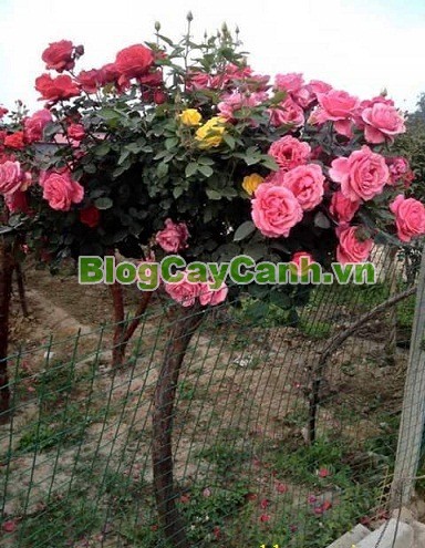 Cây Hoa Hồng Thân Gỗ - Tree Rose,Cây Hoa Hồng Thân Gỗ, tree rose, cây hoa hồng cổ, cây hồng cổ, rose, cây tết, cây tết 2017, cây hồng thân gỗ, hoa hồng thân gỗ, hồng cổ Sapa, cây hoa hồng Sapa,cây hoa chơi tết,