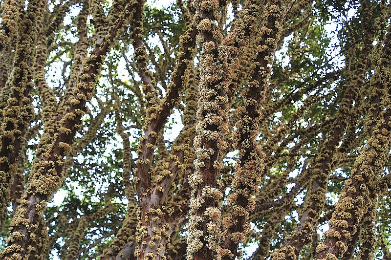 Cây nho thân gỗ,nho thân gỗ,plinia cauliflora,jabuticaba,cây nho,họ đào kim nương,myrtaceae,cây ăn quả