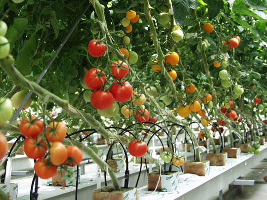 Cà chua,cây cà chua,họ bạch anh,tomato,Solanum lycopersicum,Lycopersicon lycopersicum (L.) H. Karst,Lycopersicon esculentum Mill,cây thực phẩm,cây ăn quả