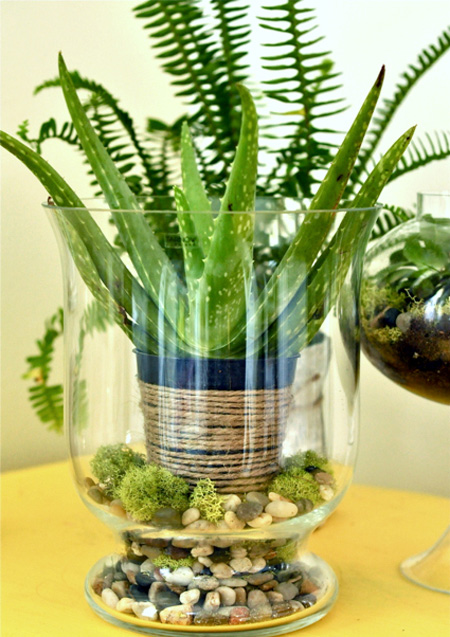 bình cây mini,bình cây nhỏ,bình cây tí hon,bình cây thủy tinh,cách làm bình cây mini,cách làm bình cây thủy tinh,cây cảnh mini,cây cảnh tí hon,terrarium