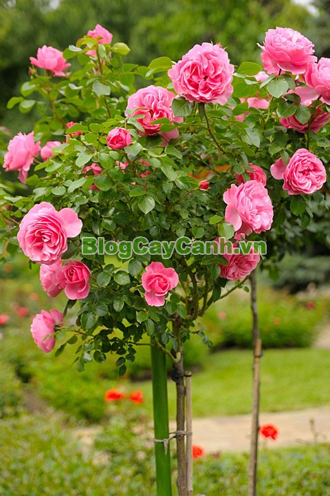 Cây Hoa Hồng Thân Gỗ - Tree Rose,Cây Hoa Hồng Thân Gỗ, tree rose, cây hoa hồng cổ, cây hồng cổ, rose, cây tết, cây tết 2017, cây hồng thân gỗ, hoa hồng thân gỗ, hồng cổ Sapa, cây hoa hồng Sapa,cây hoa chơi tết,