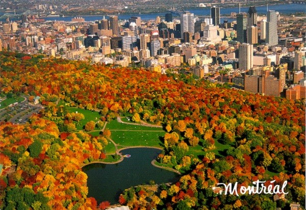 Cây Phong ở Montréal, Canada