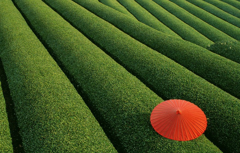 Cánh đồng chè xanh ở Trung Quốc